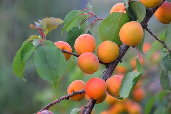 apricot photo