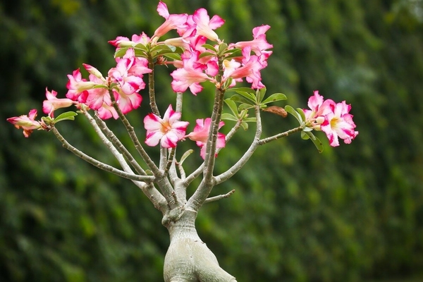 adenium bulaklak paglilinang