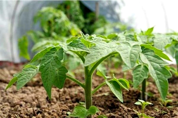 füttere die Tomaten