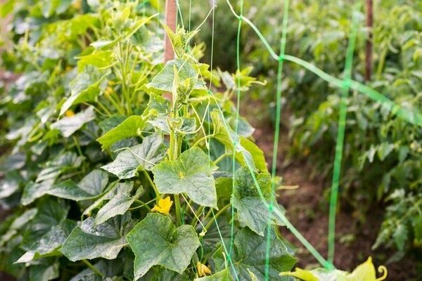 nakakapataba na mga pipino