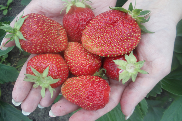 Selva strawberry variety paglalarawan