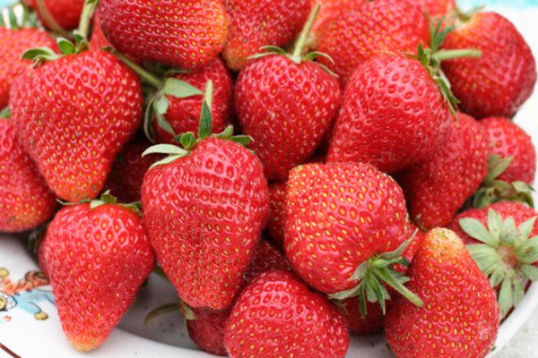 Paglalarawan ng Selva strawberry