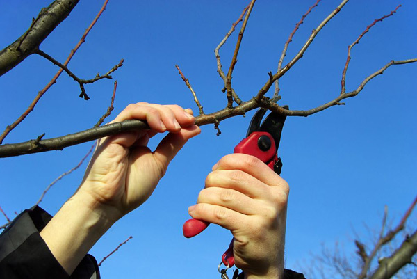 saisonale Gartenarbeit