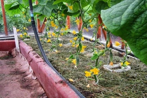 schéma d'alimentation des concombres avec des engrais minéraux