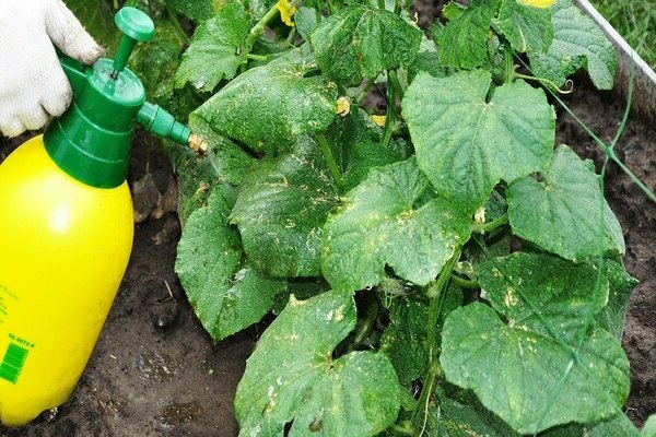 schéma pour nourrir les concombres en plein champ