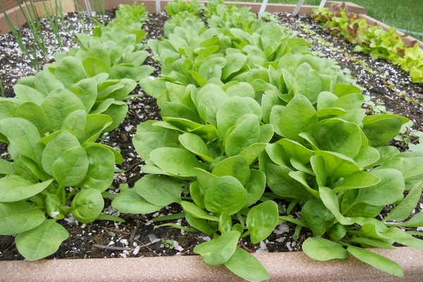 kangkong