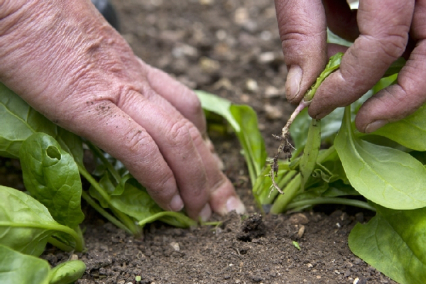 spinach