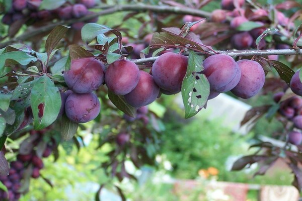 Plum variety