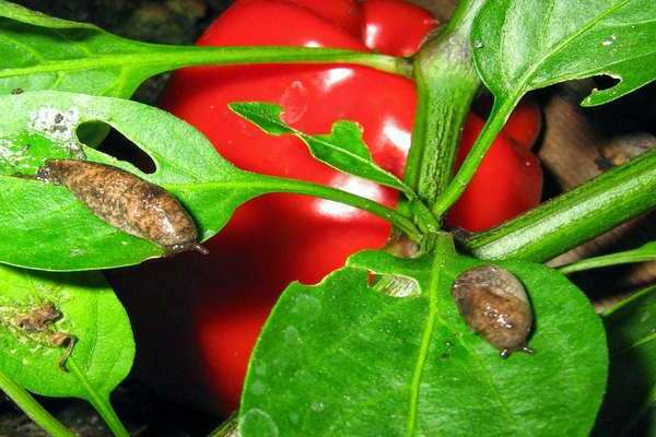 pepper pests