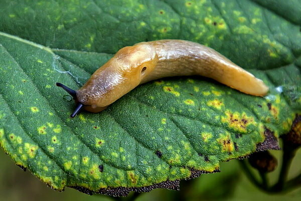 slug