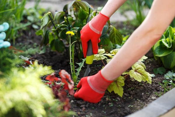 avantages des mauvaises herbes