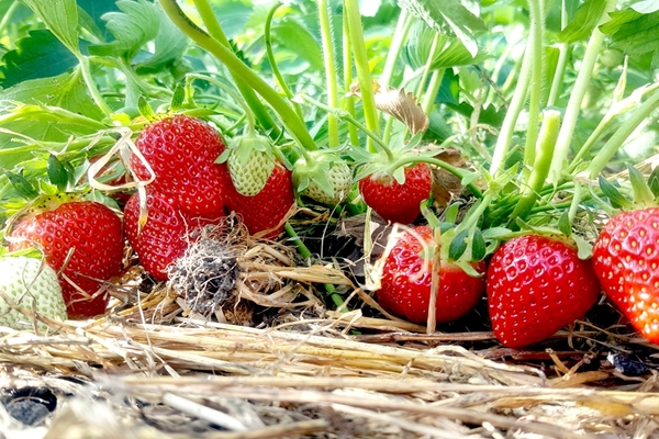 iba't ibang strawberry Elizabeth