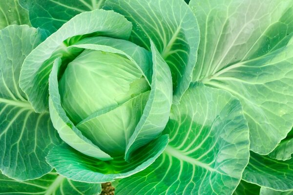 white cabbage varieties