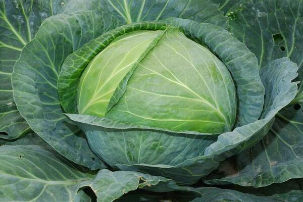 white cabbage varieties