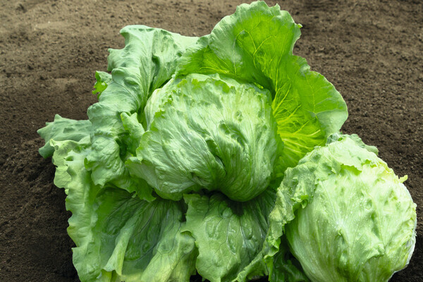 white cabbage varieties