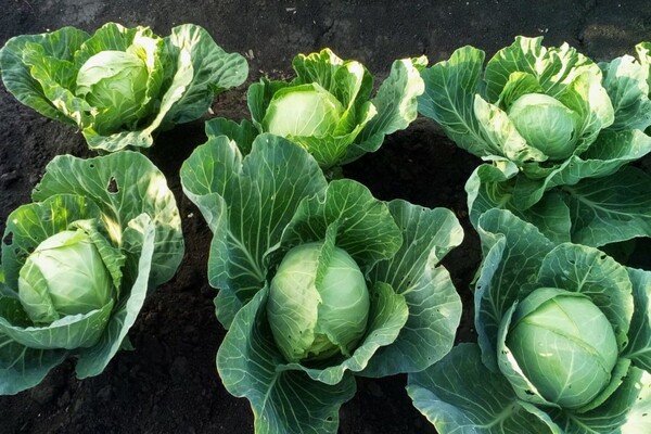 white cabbage varieties