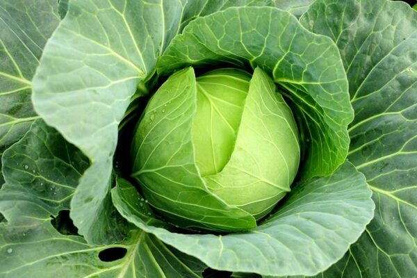 white cabbage varieties