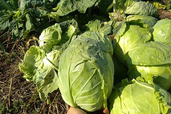 white cabbage varieties