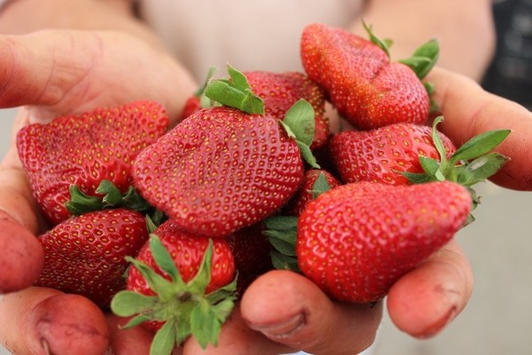 mga varieties ng strawberry na may larawan