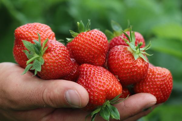 mga varieties ng strawberry na may larawan