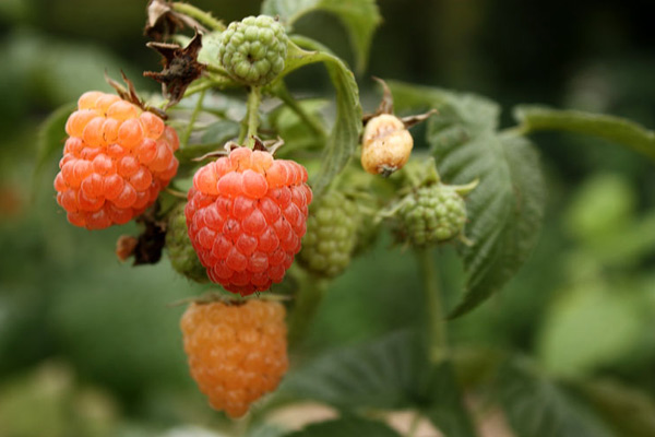 dilaw na mga varieties ng raspberry