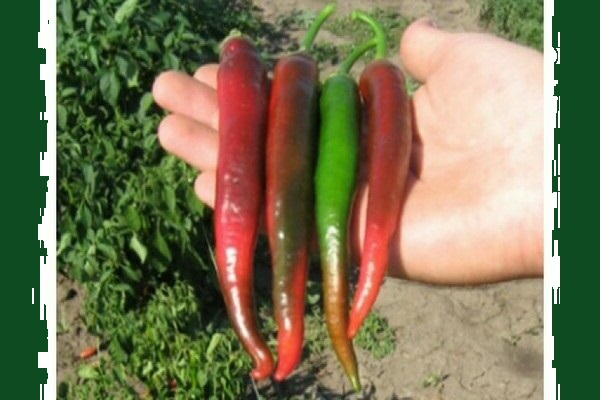 Description of varieties of hot peppers of early ripening