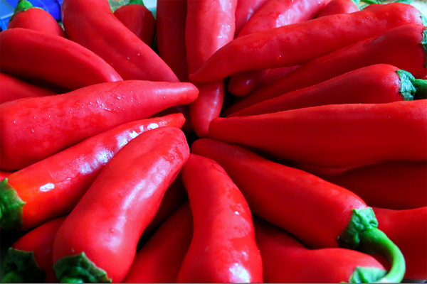 Opis sorti ljutih paprika ranog sazrijevanja