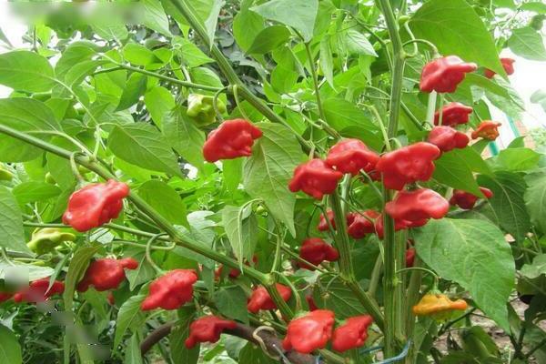 Ang pinakamahusay na mga pagkakaiba-iba ng mainit na peppers ng daluyan at huli na pagkahinog