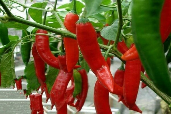 The best varieties of hot peppers of medium and late ripening