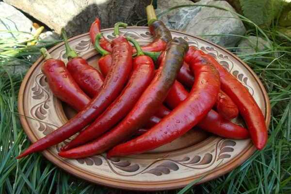 Ang pinakamahusay na mga pagkakaiba-iba ng mainit na peppers ng daluyan at huli na pagkahinog