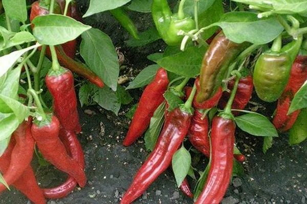 Ang pinakatanyag na mga pagkakaiba-iba ng peppers para sa mga suburban area