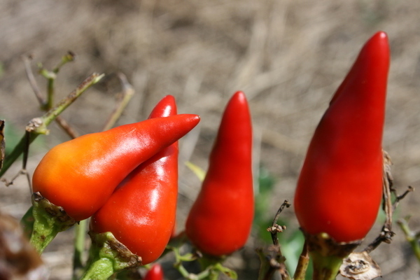 Ang pinakatanyag na mga pagkakaiba-iba ng peppers para sa mga suburban area