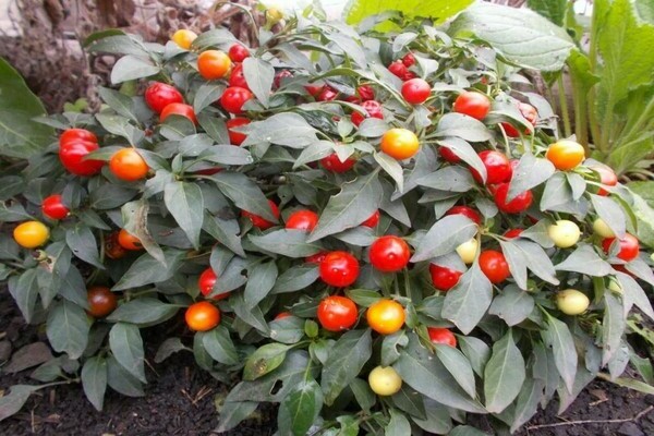 Home-Growing Hot Pepper Varieties