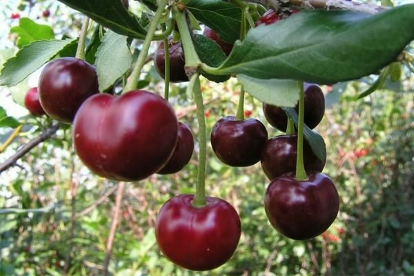 mga varieties ng cherry