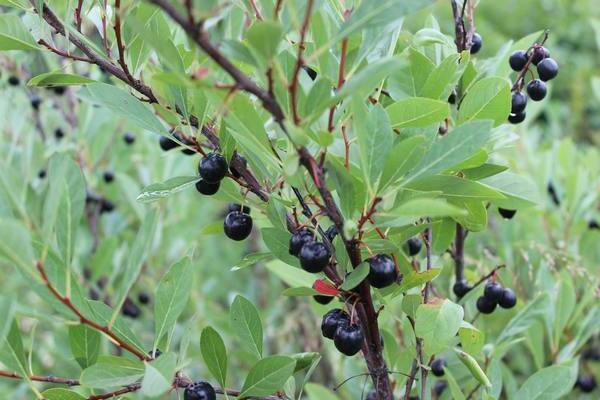 cherry varieties