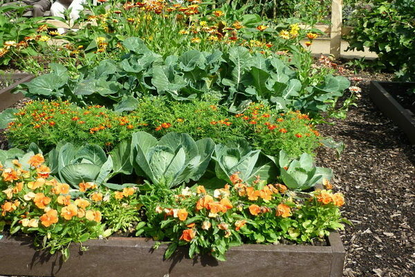 Neighborhood garden plants