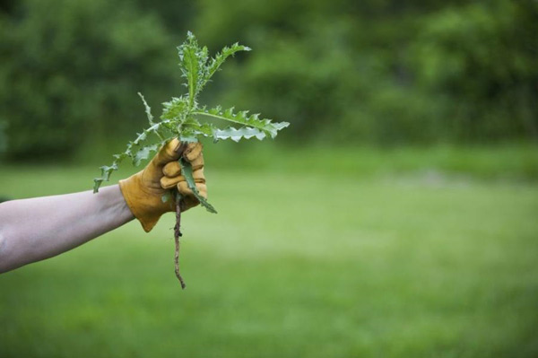 ways to control weeds