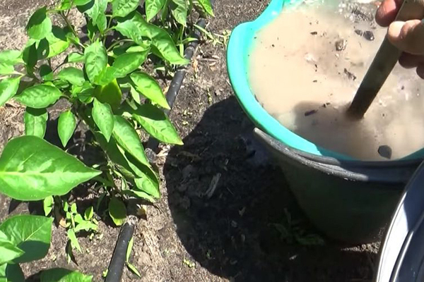 wie man Paprika für das Wachstum in einem Gewächshaus füttert