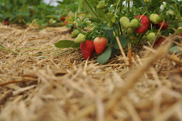 Erdbeeren mit Stroh mulchen