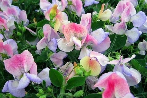 Sweet peas photo