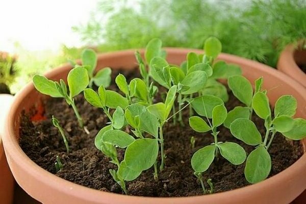 sweet pea seed cultivation