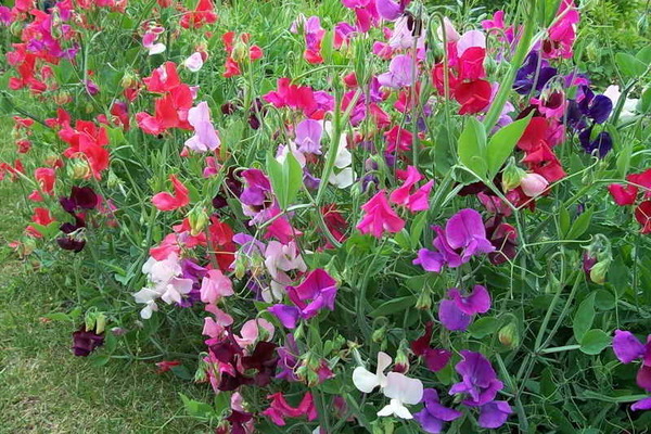 sweet pea planting