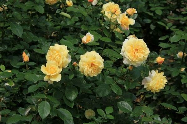 varieties of roses