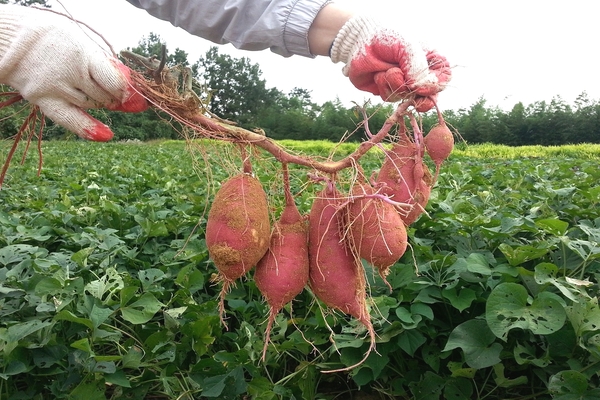 how to grow sweet potatoes