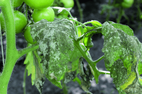 whitefly pest