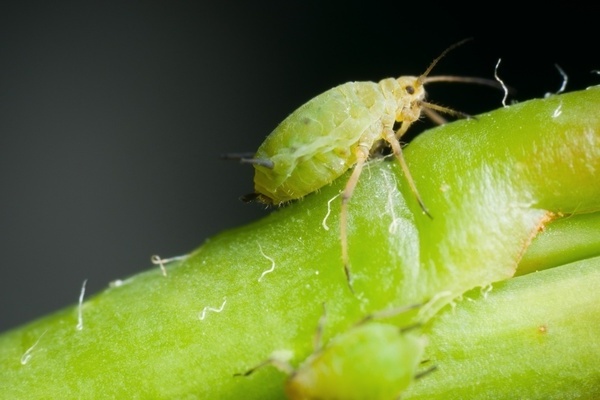 aphid