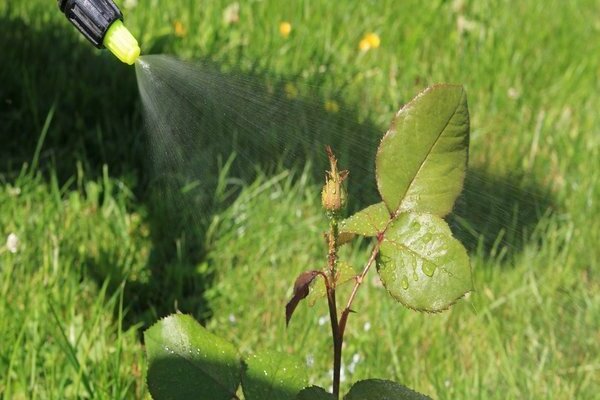 Ammonium from aphids