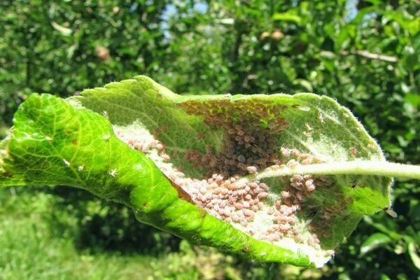 Ammonium mula sa aphids