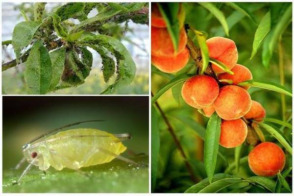 Peach aphid