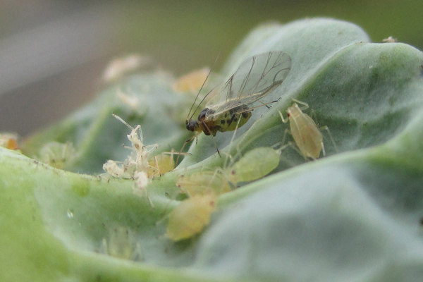 Aphids sa isang puno ng peach